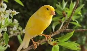 We did not find results for: 7 Tips Memilih Burung Kenari Agar Dapat Yang Terbaik