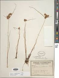 Image result for Pycreus unioloides