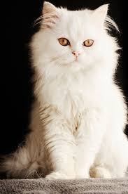 A cat can have brown eyes but it's not common. Pin By Susana Nagy On Animaux Persian Cat White Persian Cat Cat Facts