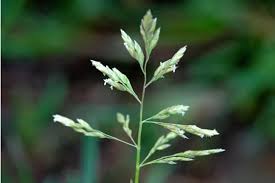 Image result for Poa annua