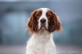 Image result for irský červenobílý setr