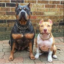 Can You See The Resemblance Cute Baby Animals Baby Animals Pitbull Colors