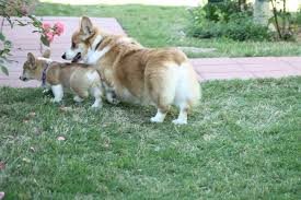 The cost to buy a corgi varies greatly and depends on many factors such as the breeders' location, reputation, litter size, lineage of the puppy, breed popularity (supply and demand), training, socialization efforts, breed lines. Bertie Shows Teddy Around Yard For First Time Corgi Doggy Puppies