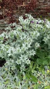 Plant Of The Day Eryngium Giganteum Hestercombe Gardens