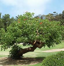 Image result for Erythrina × coddii