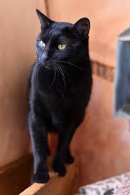 Here are 10 to choose from.you love cats, but the fur? Black Cat Breeds Daily Paws