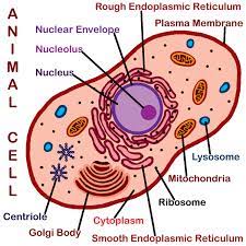 How to draw an animal cell labeled science diagram. Please Describe And Label Animal Cell Brainly In