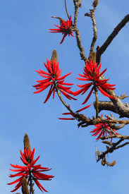 Image result for Erythrina lysistemon