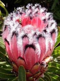 Risultati Immagini Per Group Of Proteus A Kirstenbosch Protea Flower Unusual Flowers Rare Flowers