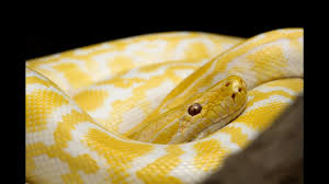 Ruyada Sari Yilan Gormek Ne Anlama Gelir Youtube