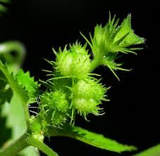 Image result for Acalypha paucifolia