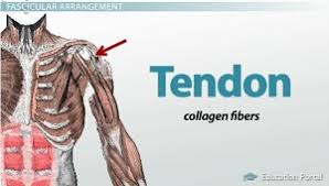 In addition researchers at the chair. Skeletal Muscle Organization Connective Tissue And Layers Video Lesson Transcript Study Com