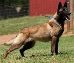Belgian malinois breeder, belgian malinois puppies, belgian malinois puppies for sale, top belgian malinois breeder, belgian malinois the hair is somewhat longer around the neck where it forms a collarette, and on the tail and backs of the thighs. Belgian Malinois Fci Akc Breed Standard Belgian Malinois Breeder