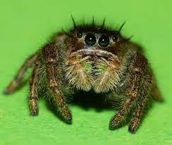 Lei­der liegt das max­i­male alter dieser art bei. Springspinnen Phidippus Hyllus Co Haltung Und Pflege Terrarium Wissen De