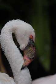 Flamingo merch skateboard / flamingo … albert spencer aretz(born: Flamingo At Three Ring Ranch Exotic Animal Sanctuary Dies West Hawaii Today