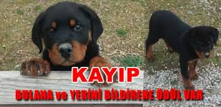 Yavru Rotvaydir Cinsi Kopegi Bulana Odul Var
