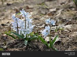 Beautiful blooming white spring flowers flat lay composition on blue background with space for text or beauty products presentation. Early Squill Image Photo Free Trial Bigstock
