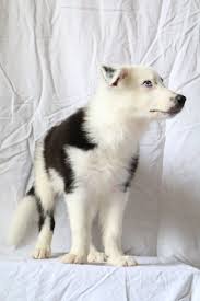 All Black Border Collie Puppy Black And White Border Collie Aremis With Blue Eye White Border Collie Smartest Dogs Collie Puppies