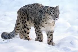 Snow leopards prey upon the blue sheep (bharal) of tibet and the himalayas, as well as the mountain ibex found over most of the rest of their range. Snow Leopard Facts For Kids Snow Leopard Information For Kids