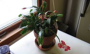 In general, it is a bad idea to put a small plant in a large pot. Propagating Christmas Cactus Easy Holiday Gifts Epic Gardening