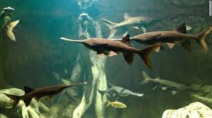 Terlebih pemeliharaannya juga tidak membutuhkan terlebih lagi ikan arwana platinum yang merupakan jenis ikan hias air tawar langka. Raja Ikan Air Tawar Dinyatakan Punah