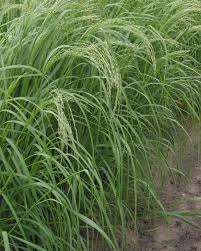 Cereales Exotiques Proprietes Et Sante Femininbio