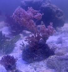 Image result for Argyrolobium fischeri