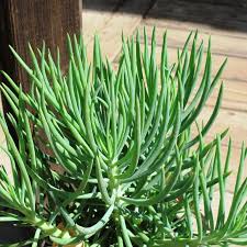 Image result for Senecio