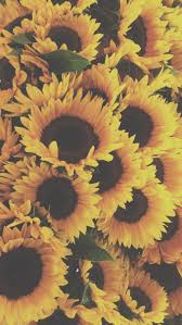 Find the large collection of 48000+ flower background images on pngtree. Sunflower Aesthetic Wallpapers Top Free Sunflower Aesthetic Backgrounds Wallpaperaccess