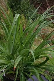Image result for Chlorophytum krookianum