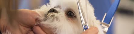 There has been an alarming increase in the rate of animal injuries and deaths at grooming facilities across the country. Paragon Pet School Paragon School Of Pet Grooming