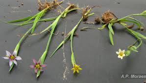 Image result for Sisyrinchium micranthum