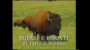 Price)lo so perche' tu sei quie guardi verso di meperche' io sono il sole per teil sole e' tutto per te ma come faccio a dirtiqual'. Download Bisonti Mp4 Mp3 3gp Naijagreenmovies Fzmovies Netnaija
