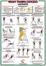 Leg Muscles Chart Leg Muscles Chart Pcb Fit7 39 95