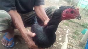 Ayam Mata Hitam Youtube