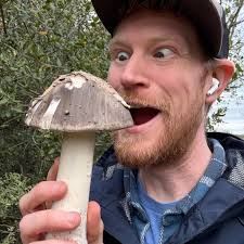 Happy #SlimeMoldSunday from this #Badhamiautricularis plasmodium as it  crawls all over the gills of this #Trametesbetulina..Acellular slime molds  #Myxogastria fuse together to form one giant multinucleated cell, moving  and crawling around their