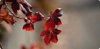 Image result for Orthanthera