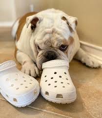 That are certain to be safe for use on the pet. Crocs Shoes On Twitter Dogs Crocs For Your Enjoyment Please Reply With Your Own Pics