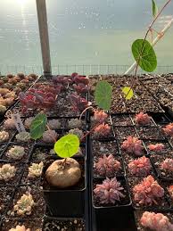 Image result for Stephania cyanantha