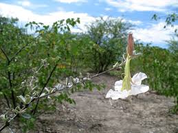 Image result for Catophractes alexandri