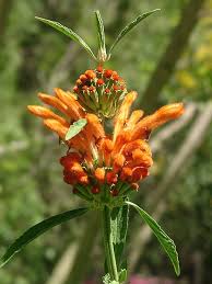Image result for Leonotis decadonta