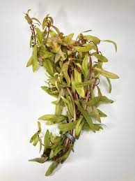 Image result for Nesaea