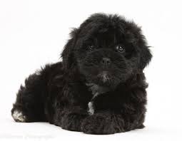 Black Pooshi Poodle X Shih Tzu Pup Shih Poo Puppies Shih Tzu Shih Tzu Puppy