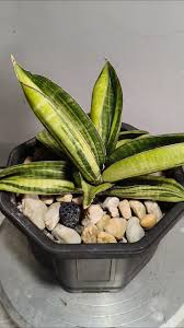 Image result for Sansevieria sinus-simiorum