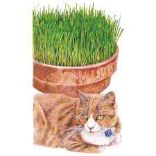 Do not ever soak again. Cat Grass Mix Seeds Herbs Botanical Interests