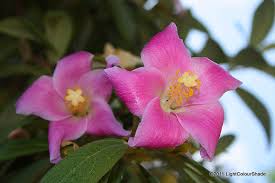 Image result for Lagunaria patersonia