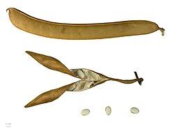 Image result for Canavalia ensiformis