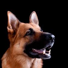 15 German Shepherd Colors Spiritdog Training