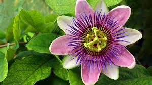 Green passion skin care and health products by quantum healthcare are manufactured in australia using. Passionflower Indoor Plant Care Growing Guide