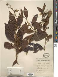 Image result for Hugonia elliptica